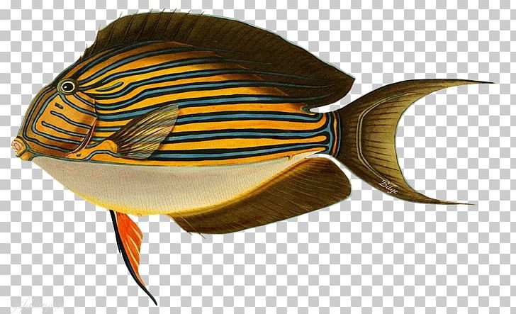 Fishing Baits & Lures Striped Surgeonfish Surf Fishing PNG, Clipart, 19th Century, Acanthurus, Antique, Blue Tang, Ceylon Free PNG Download