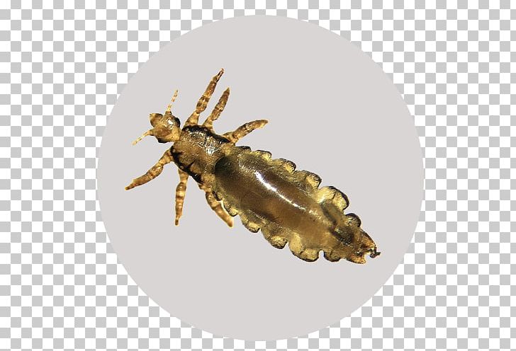 Insect Liendre Pediculosis Ectoparasite Crab Louse PNG, Clipart, Animals, Arthropod, Booklice, Circles, Crab Louse Free PNG Download