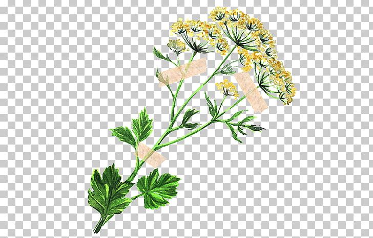Parsley Fennel Flower Herb Anise PNG, Clipart, Anise, Apiaceae, Apiales, Cicely, Common Sage Free PNG Download