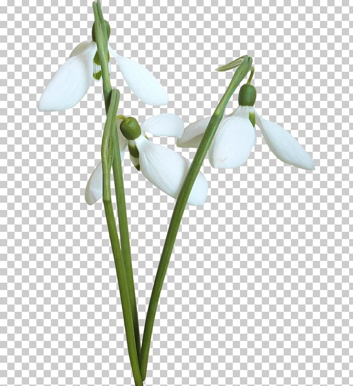 Snowdrop Flower Desktop PNG, Clipart, Baner, Desktop Wallpaper, Drawing, Flora, Flower Free PNG Download