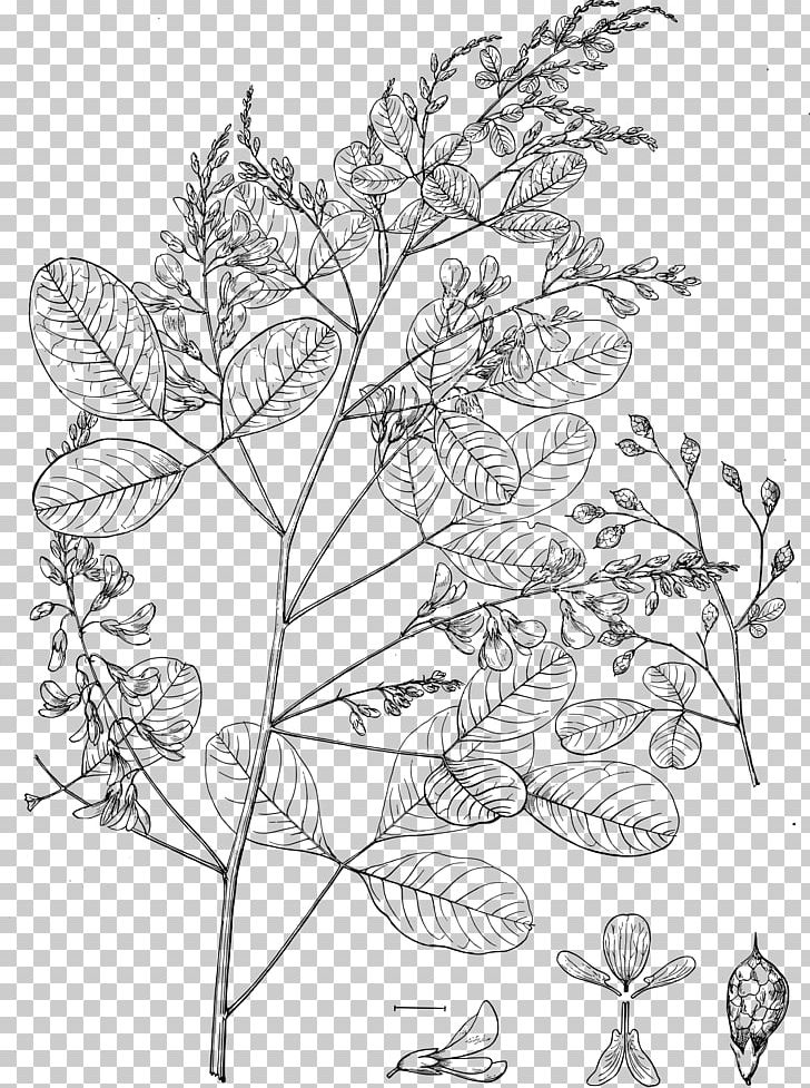 Thunberg's Lespedeza Lespedeza Bicolor Flowering Plant Line Art PNG, Clipart,  Free PNG Download
