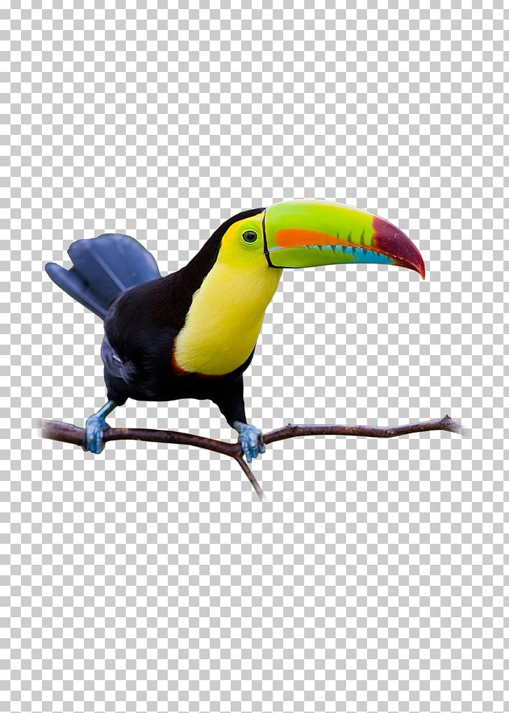 Toucan Painting Flat Roof Beak Ceiling PNG, Clipart, Art, Beak, Bird, Ceiling, Feather Free PNG Download