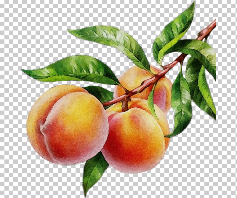 Apricot Peach Dried Fruit PNG, Clipart, Almaty, Apricot, Arbuz, Aroma, Dried Fruit Free PNG Download