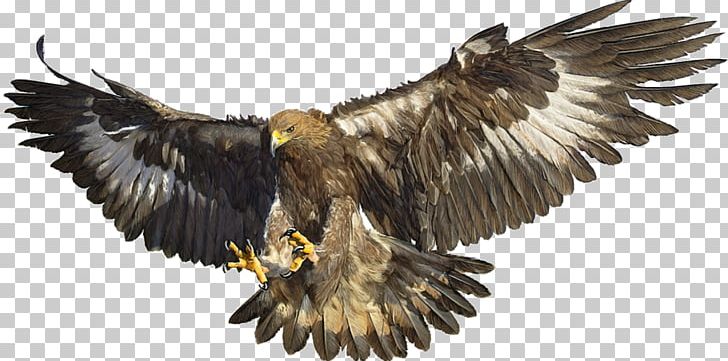 Bald Eagle White-tailed Eagle Bird Golden Eagle PNG, Clipart, Accipitriformes, Animal, Animals, Bald Eagle, Beak Free PNG Download