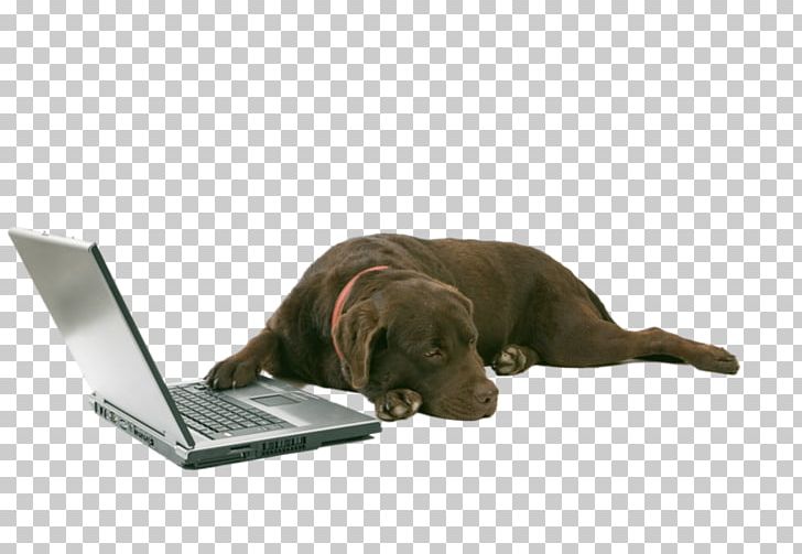 Cane Corso Labrador Retriever Puppy Laptop Bullmastiff PNG, Clipart, Animal, Animals, Bullmastiff, Cane Corso, Carnivoran Free PNG Download