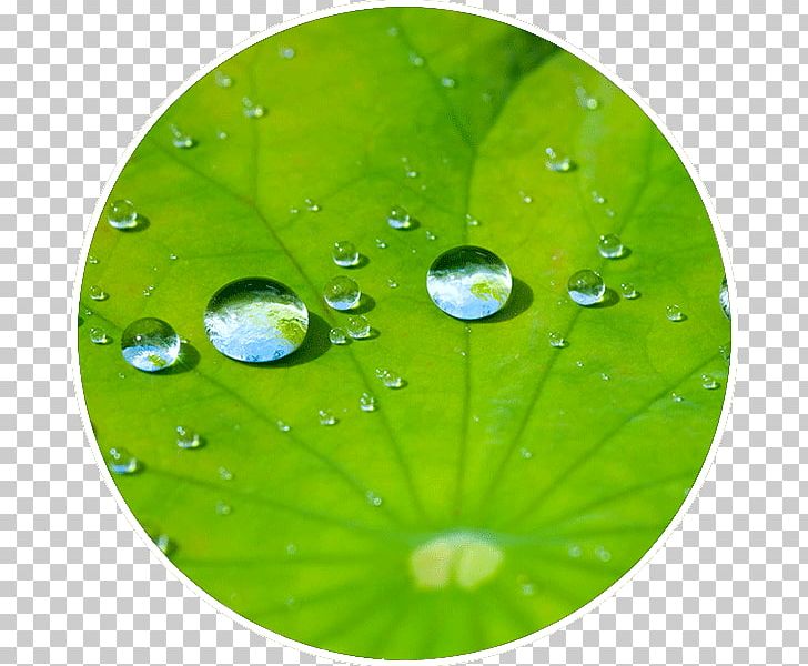 Coating Surface Water Leaf Aerosol Spray PNG, Clipart, Aerosol Spray, Biomimetics, Coating, Dew, Drop Free PNG Download