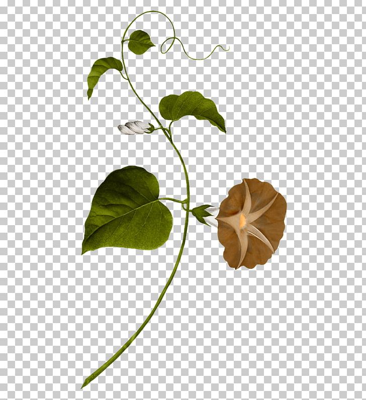 Flower Vine Painting Ipomoea Nil PNG, Clipart, Botanical Illustration, Botany, Branch, Flora, Giclxe9e Free PNG Download