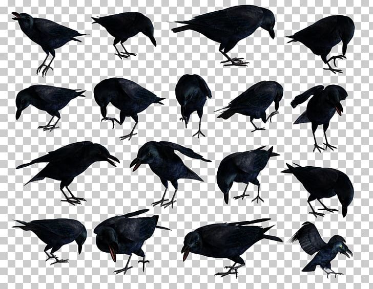 American Crow Common Raven Portable Network Graphics JPEG PNG, Clipart, 2008, American Crow, Beak, Beautiful Butterfly, Bird Free PNG Download