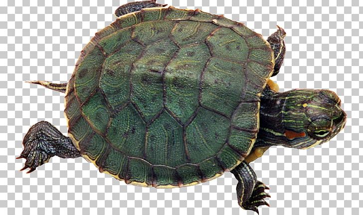 Green Sea Turtle Reptile Red-eared Slider Pet PNG, Clipart, Animal, Animals, Background, Box Turtle, Box Turtles Free PNG Download