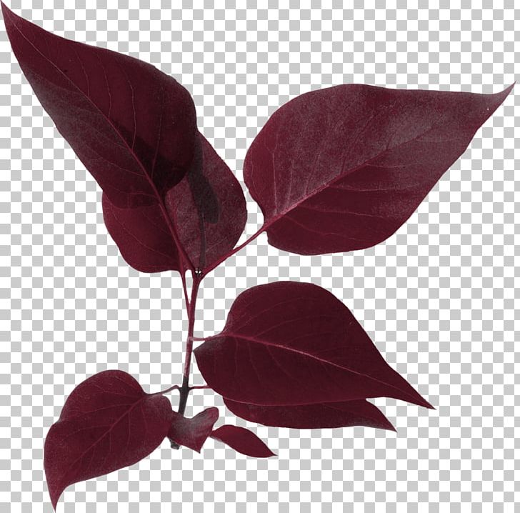 Leaf Flower Drawing PNG, Clipart, Branch, Drawing, Flower, Foliage, Leaf Free PNG Download