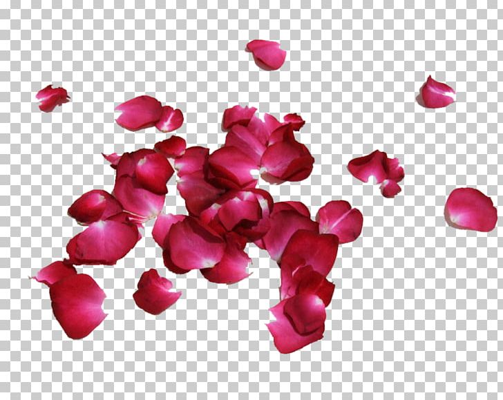 Petal Rose Flower Red PNG, Clipart, Chart, Color, Description, Flower, Flowers Free PNG Download