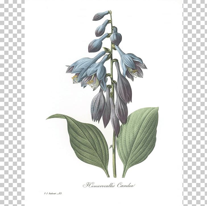 Flowers Roses Botanical Illustration Botany PNG, Clipart,  Free PNG Download