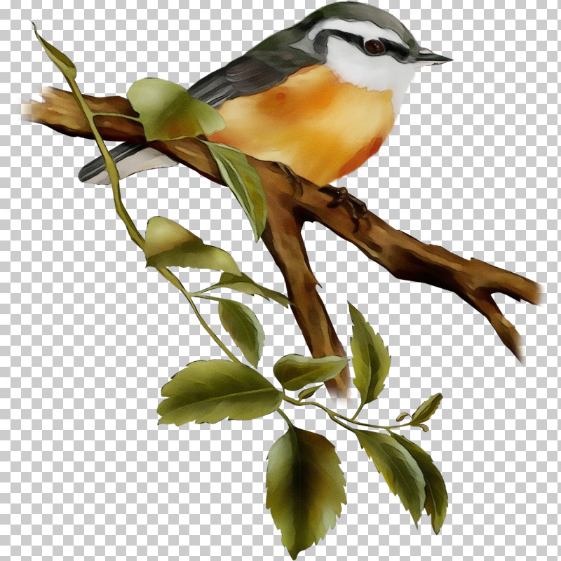 Bird Branch Beak Yellow Breasted Chat Songbird PNG, Clipart, Beak, Bird, Branch, Coraciiformes, Finch Free PNG Download