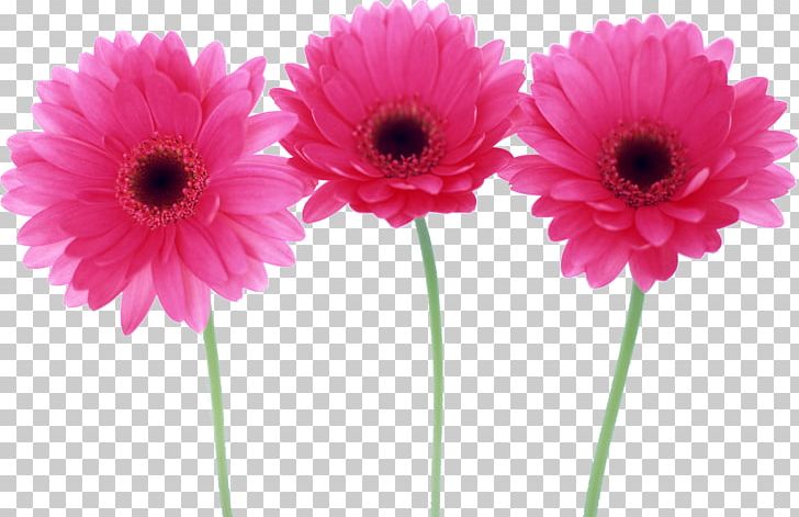Desktop Flower Child PNG, Clipart, Annual Plant, Artificial Flower, Child, Cut Flowers, Daisy Family Free PNG Download