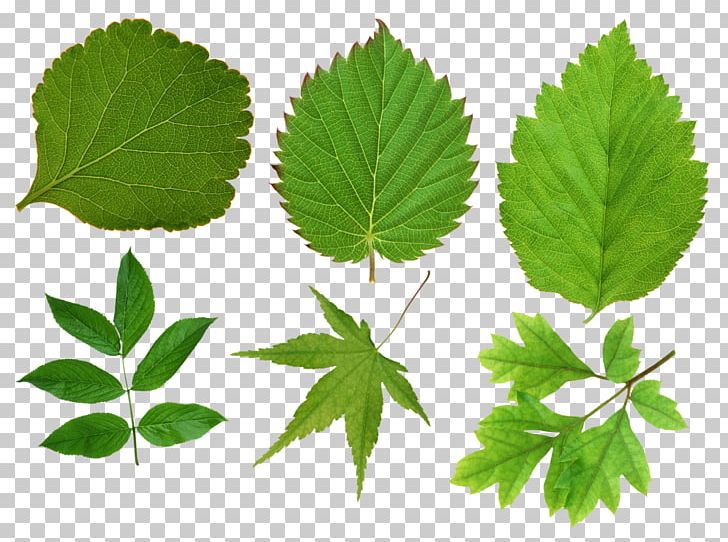 Leaf Resolution PNG, Clipart, Digital Image, Display Resolution, Download, Grass, Green Leaves Free PNG Download