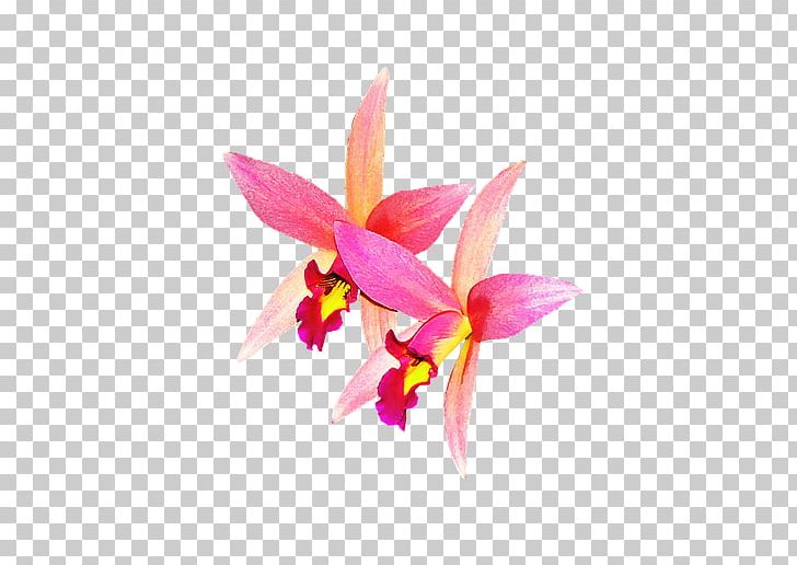 Cattleya Orchids Rose PNG, Clipart, Cattleya, Cattleya Orchids, Cottonwood, Download, Flora Free PNG Download