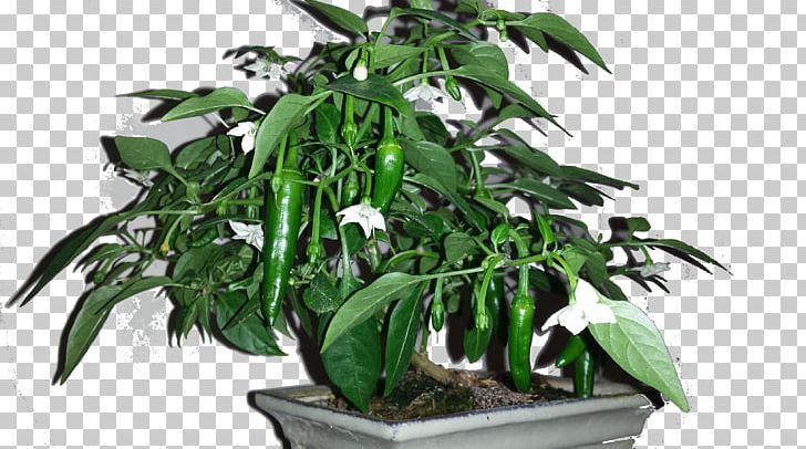 Cayenne Pepper Chili Pepper Fatalii Padrón Peppers Bonsai Styles PNG, Clipart, Bonsai, Bonsai Styles, Capsicum Annuum, Cayenne Pepper, Chili Pepper Free PNG Download