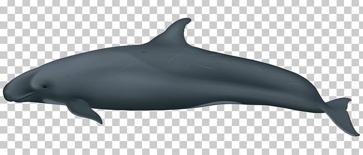 Common Bottlenose Dolphin Short-beaked Common Dolphin Wholphin Tucuxi Rough-toothed Dolphin PNG, Clipart, Cetacea, Mammal, Marine Biology, Marine Mammal, Others Free PNG Download