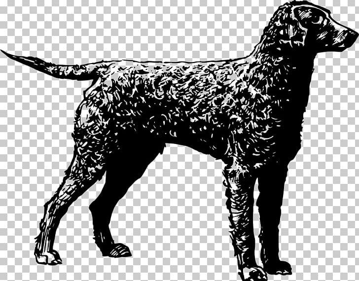Flat-Coated Retriever Curly-Coated Retriever Golden Retriever Irish Water Spaniel PNG, Clipart, Animal, Animals, Black And White, Carnivoran, Coat Free PNG Download