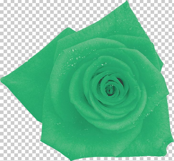 Garden Roses Cut Flowers Green Photography PNG, Clipart, Aqua, Black And White, Blue Rose, Cut Flowers, Flower Free PNG Download