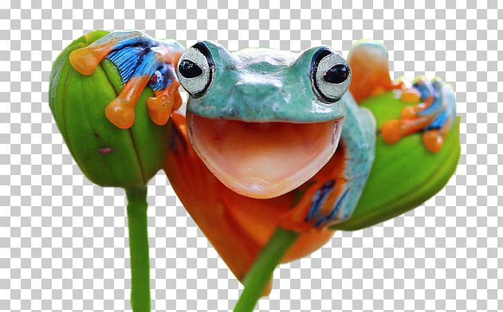 Red-eyed Tree Frog Frogs: A Chorus Of Colors Amphibian PNG, Clipart, Agalychnis, Amphibian, Animals, Australian Green Tree Frog, Budweiser Frogs Free PNG Download