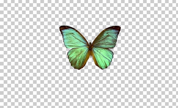 The Globalization Of World Politics World Politics: International Relations And Globalisation In The 21st Century PNG, Clipart, Author, Blue, Book, Brush Footed Butterfly, Butterfly Free PNG Download