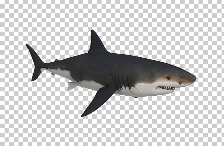 Tiger Shark Great White Shark Megalodon PNG, Clipart, Battlefield 4, Bull Shark, Carcharhiniformes, Carcharocles Angustidens, Carcharodon Free PNG Download