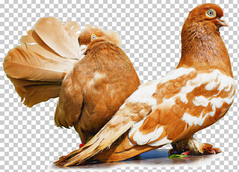 Bird Pigeons And Doves Beak Chicken PNG, Clipart, Beak, Bird, Chicken, Pigeons And Doves Free PNG Download