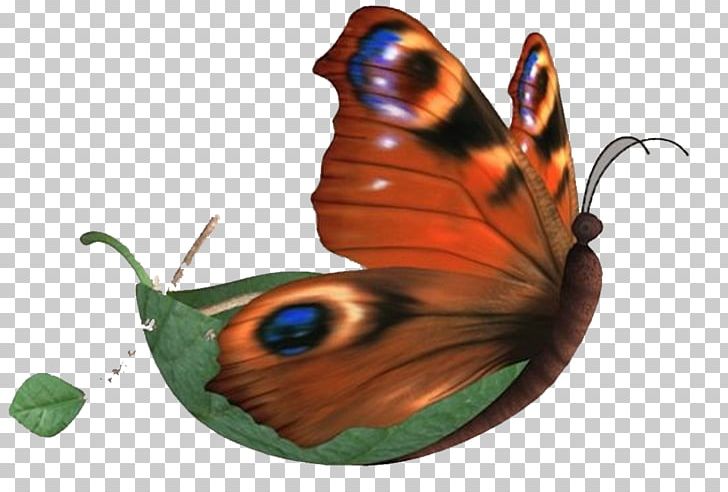 Butterfly Nymphalidae PNG, Clipart, Blue Butterfly, Brush Footed Butterfly, Butterflies, Butterflies And Moths, Butterfly Free PNG Download