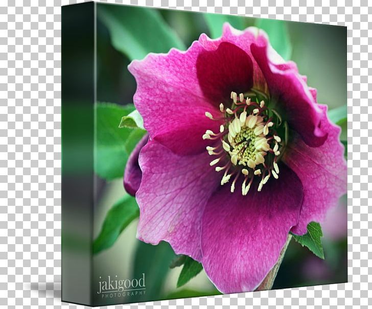 Rosaceae Peony Herbaceous Plant Flower Petal PNG, Clipart, Anemone, Annual Plant, Celebrities, Family, Flower Free PNG Download
