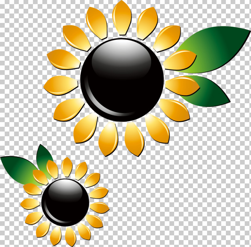 Sunflower Summer Flower PNG, Clipart, Cereal Germ, Lallah Rookh, Logo, Lumos Energy, Personal Care Free PNG Download