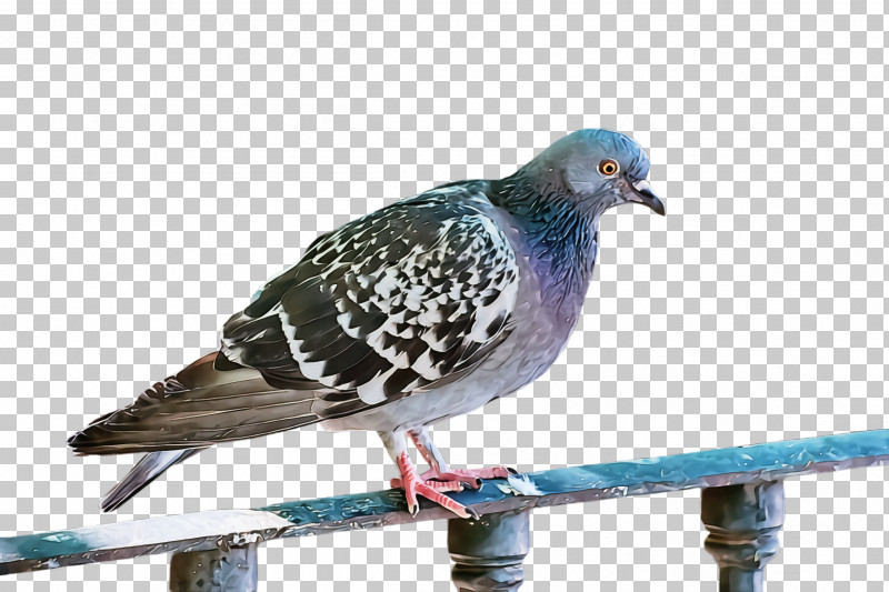 Bird Stock Dove Rock Dove Pigeons And Doves Beak PNG, Clipart, Beak, Bird, Pigeons And Doves, Rock Dove, Stock Dove Free PNG Download
