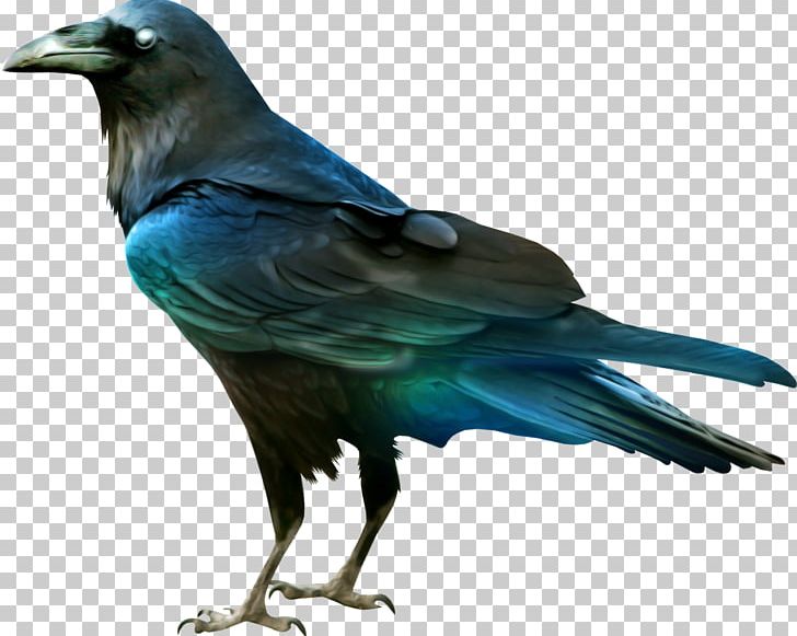 Crows Raven Bird PNG, Clipart, American Crow, Animals, Beak, Bird, Bluebird Free PNG Download