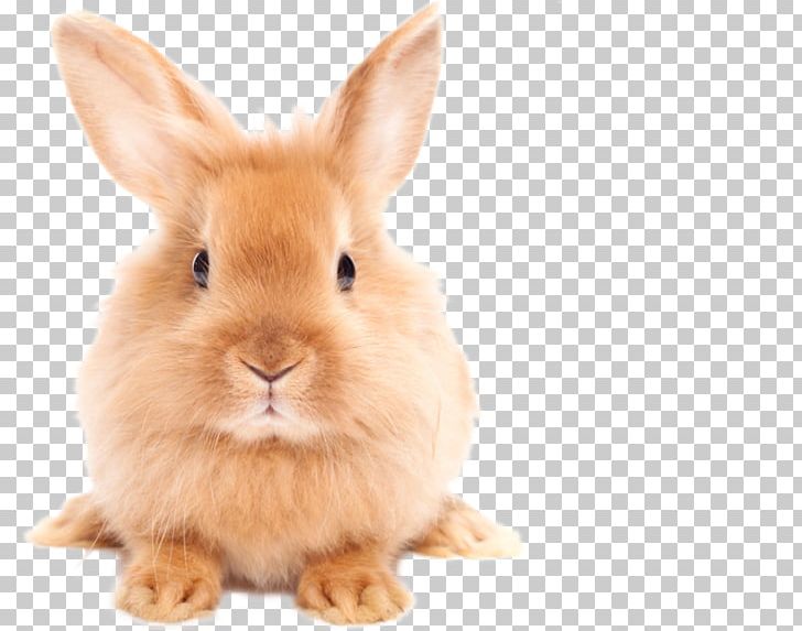 Easter Bunny Domestic Rabbit PNG, Clipart, Animals, Clip Art, Display Resolution, Domestic Rabbit, Download Free PNG Download