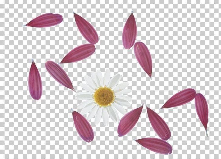 Petal Drawing Flower PNG, Clipart, Computer Icons, Designer, Download, Drawing, Flowe Free PNG Download
