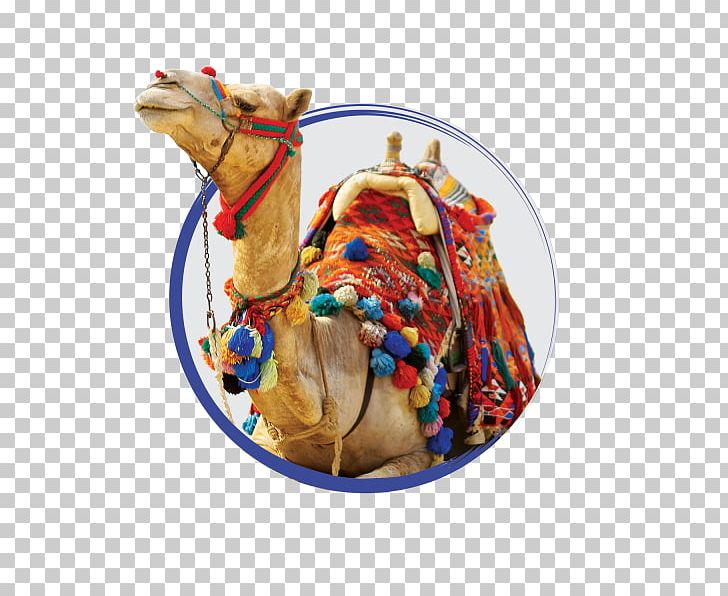 Bactrian Camel Sahara Arabian Desert Stock Photography PNG, Clipart, Arabian Camel, Arabian Desert, Bactrian Camel, Bedouin, Camel Free PNG Download