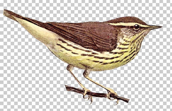 House Sparrow Bird Northern Waterthrush PNG, Clipart, All About Birds, American Sparrows, Animal, Beak, Bird Free PNG Download
