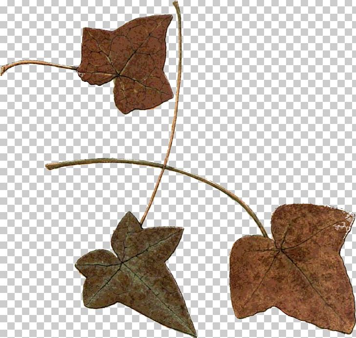 Leaf Autumn Photography Northern Hemisphere Southern Hemisphere PNG, Clipart, Autumn, Autumn Leaves, Gimp, Happiness, Leaf Free PNG Download