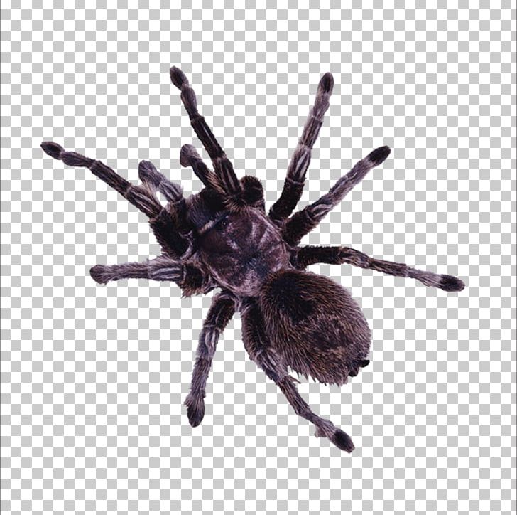 Spider Insect Minibeast PNG, Clipart, Arthropod, Big, Big Spider, Black House Spider, Cartoon Spider Web Free PNG Download