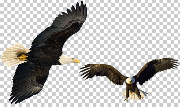 Bald Eagle White-tailed Eagle Hawk PNG, Clipart, Accipitriformes, Animals, Beak, Bird, Bird Of Prey Free PNG Download