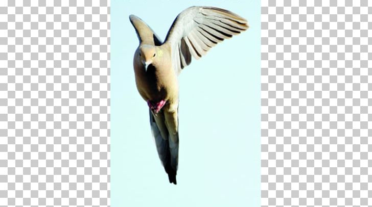 Beak Swallow Water Bird Wing PNG, Clipart, Animals, Beak, Bird, Fauna, Feather Free PNG Download
