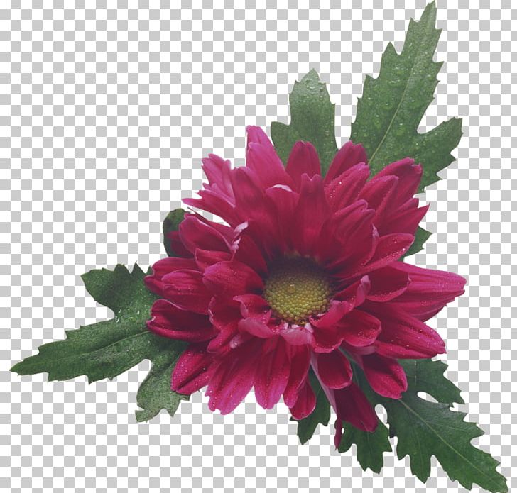 Chrysanthemum Cut Flowers Floral Design PNG, Clipart, Annual Plant, Aster, Blume, Chrysanthemum, Chrysanths Free PNG Download