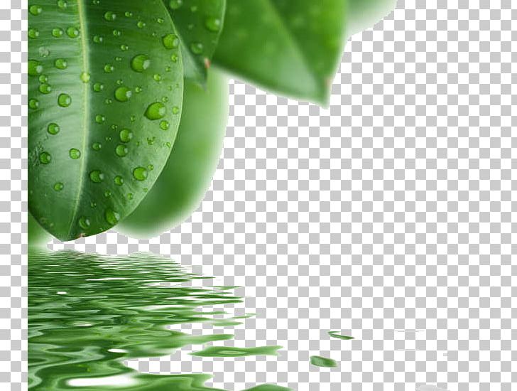 Drop Leaf Green PNG, Clipart, Alternative Medicine, Background Green, Capillary, Computer Wallpaper, Dew Free PNG Download