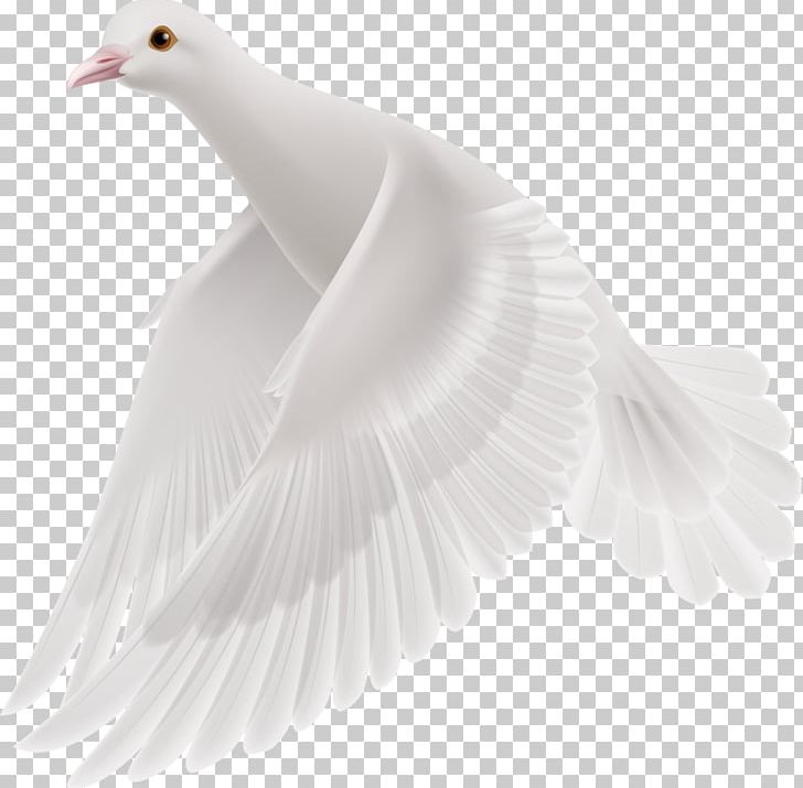 Duck Goose Feather Beak Wing PNG, Clipart, Animals, Asuka, Background White, Beak, Bird Free PNG Download