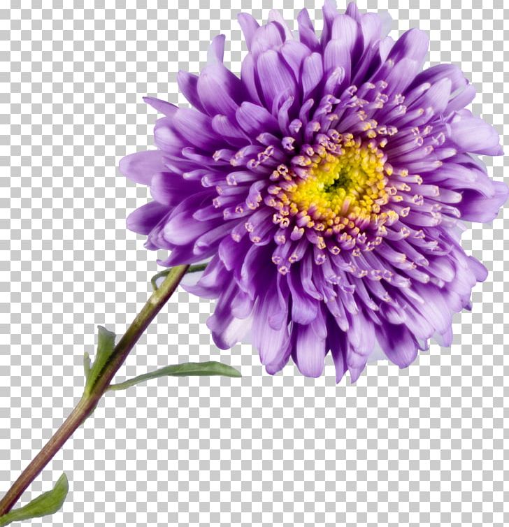 Aster Chrysanthemum Cut Flowers Yellow PNG, Clipart, Annual Plant, Aster, Chrysanths, Color, Daisy Family Free PNG Download