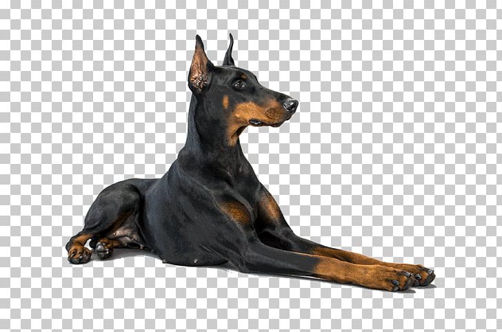 Dobermann Miniature Pinscher German Shepherd Labrador Retriever Puppy PNG, Clipart, Animals, Bark, Breed, Carnivoran, Dobermann Free PNG Download