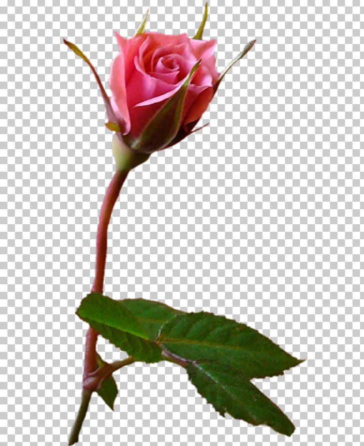 Garden Roses Cabbage Rose Pink Flower Бутон PNG, Clipart, Beyaz Gul, Blue, Bud, Color, Cut Flowers Free PNG Download
