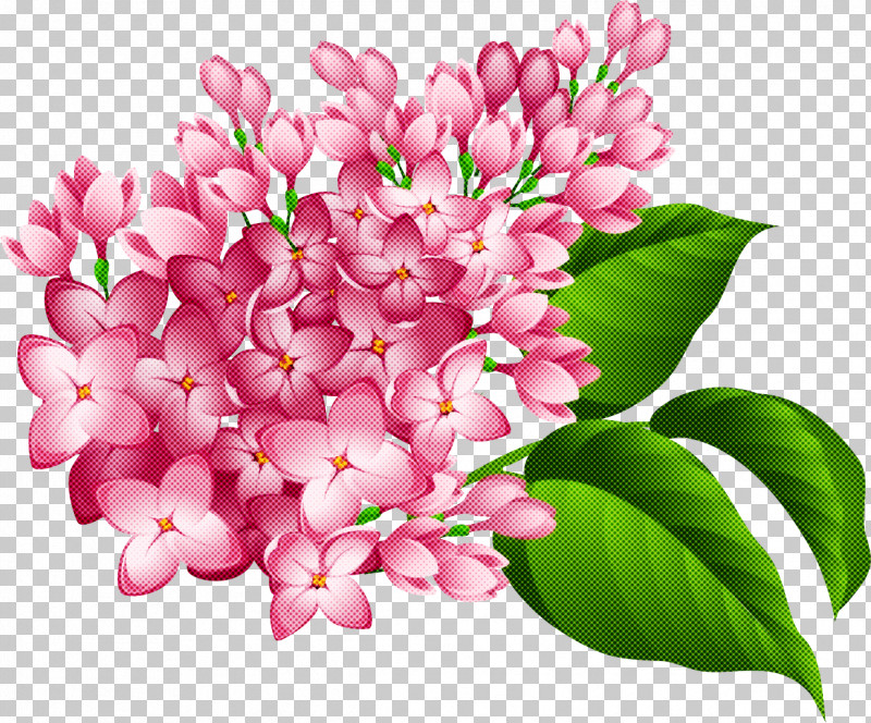 Flower Pink Petal Lilac Plant PNG, Clipart, Cut Flowers, Flower, Lilac, Petal, Pink Free PNG Download