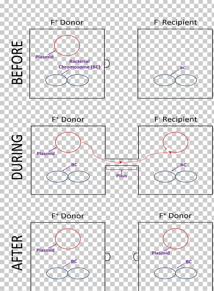 Bacterial Conjugation Horizontal Gene Transfer Plasmid Wikimedia Foundation Wikipedia PNG, Clipart, Angle, Area, Bacteria, Circle, Common Free PNG Download