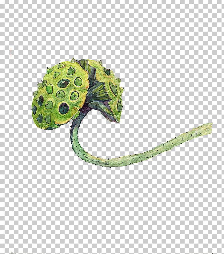 Nelumbo Nucifera Illustration PNG, Clipart, Background Green, Designer, Download, Green, Green Apple Free PNG Download